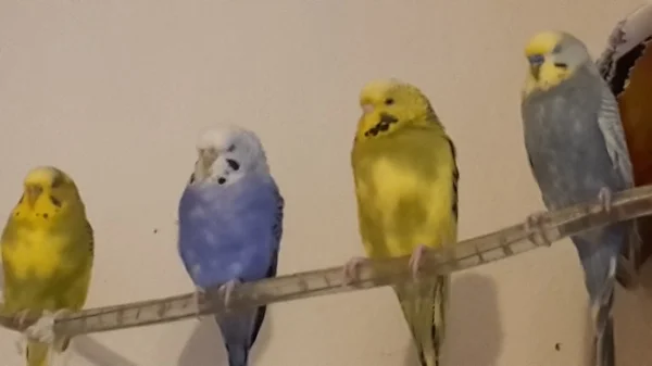 Wellensittich-Bild: Von links: Pips, die freche, Lilo neugierig und ängstlich, Susi ist mopsig und etwas bissig und unser Liebling Maxi, der zutraulichste.