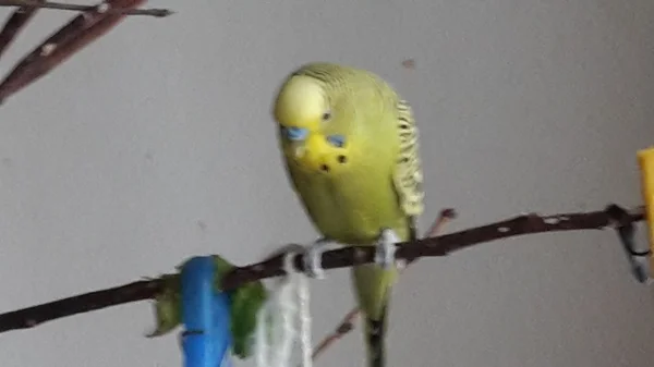Wellensittich-Bild: Hier habe ich alles im Blick 
