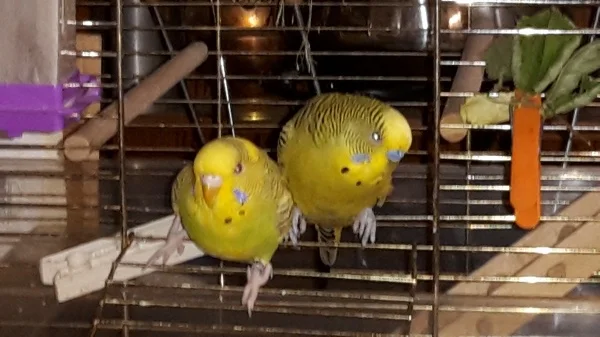Wellensittich-Bild: Niko und pips schauen was ab geht. .hier geht gerade ein Frühlingsgewitter rund. Das ist uns nicht geheuer.