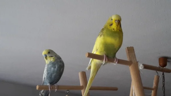Wellensittich-Bild: Maxi und Pips haben alles gut im Blick.