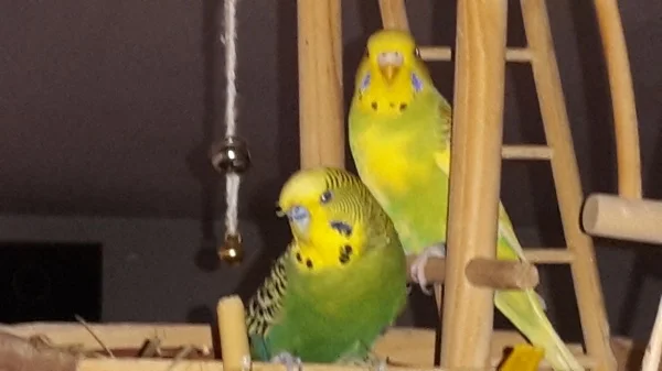 Wellensittich-Bild: Frohe Weihnachtsgrüße an alle. Schorsch ist seit 1.12.17 bei uns eingezogen und wurde durch euch vermittelt. Schorsch sitzt vorne und pips dahinter. Sie kommen gut miteinander aus und müssen sich noch besser kennen lernen. LG marie69 