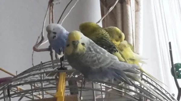 Wellensittich-Bild: ein südländisches,weihnachtliches Mittagsschläfchen.
Grüße von Maxi mit Susi, Pips und Lilo 
und marie69 
