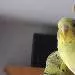 pips
