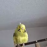 Susi hat einen neuen Kopfschmuck 
