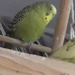 Niko und  Pips ruhen sich aus