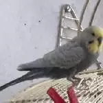 Hallo ich bin der Neue 
