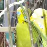 pips am Grashalm 