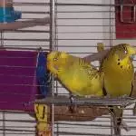 Pips ... immer einen Schritt weiter 
