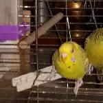 Hallo wir sind die  kuschelmäuse