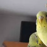 Hallo ich bin pips 