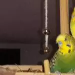 schorsch und pips 2