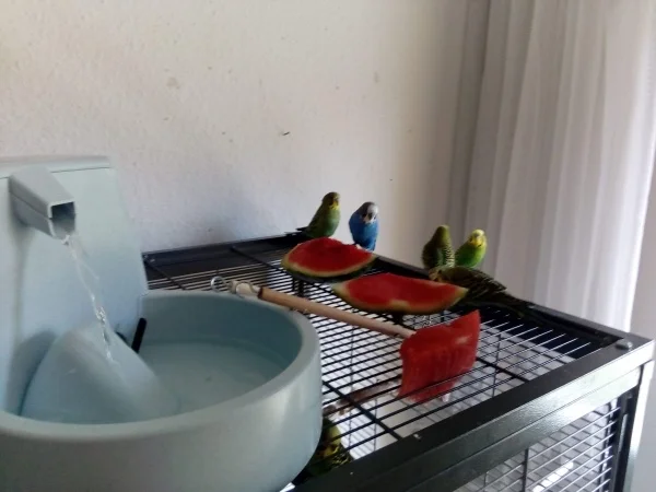Wellensittich-Bild: Melone & Wasser machen Freude, link n rechts, Kalimero, Wili, Lewis & Lori und Urmel