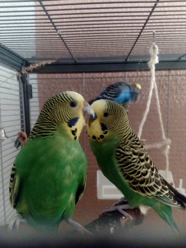 Wellensittich-Bild: Schatz, nicht heute, i´ habe Kopfweh! :-D (Lori & Lewis)