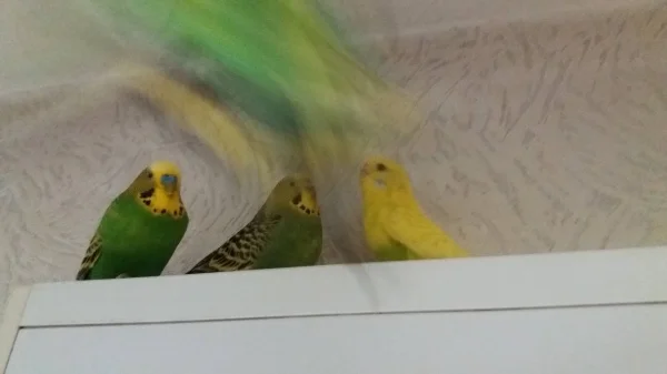Wellensittich-Bild: Egal wie hoch ich den Vogelbaum gestalte, der Rollokasten ist und bleibt der beste Anflugpunkt im ganzen Raum ^^