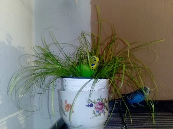 Wellensittich-Bild: Ostern rückt näher, statt Eier werden diesmal Wellis versteckt ;-)