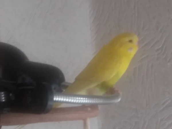 Wellensittich-Bild: Ich bin die Nelly und bringe abends die Voliere zum Leuchten, ick halt euch die Laterne, auf dass ihr selbst bei Wind & Wetter die Volierenklappe findet grins