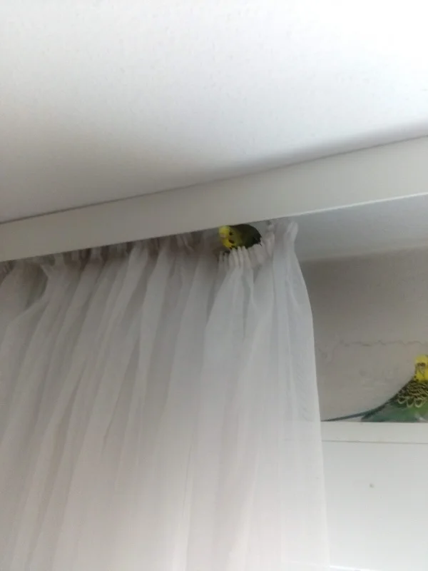 Wellensittich-Bild: Kalimero im Gardinennest und Lori steht Schmiere ob ich großer Felo die quietschige Schiebetür vom Zimmer betätige ggg