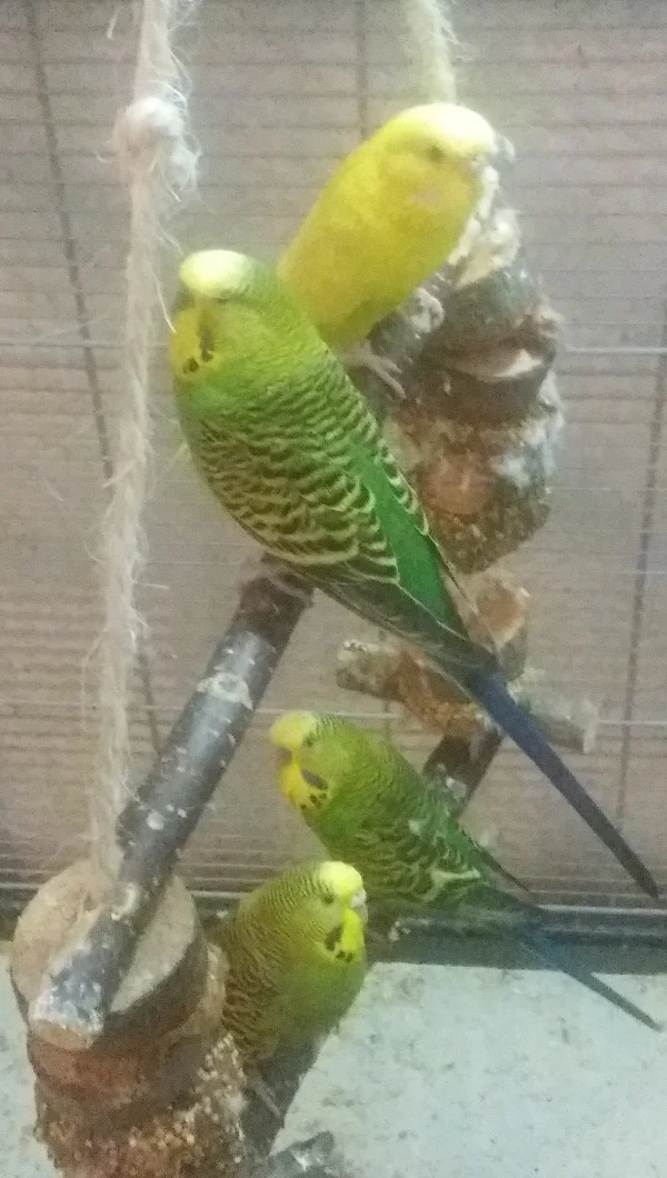 Wellensittich-Bild: Ja, schaukeln kann auch ein gruppenerlebnis sein ^^