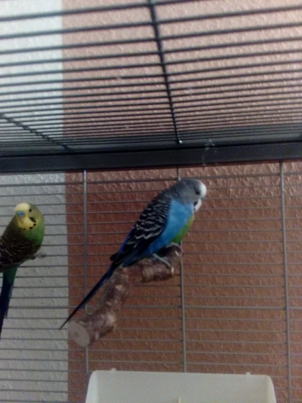 Wellensittich-Bild: Der einzige blaue Welli in meinem kleinen Schwarm.