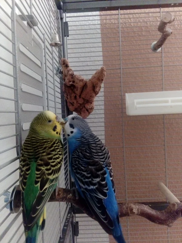 Wellensittich-Bild: Frieda & Willi