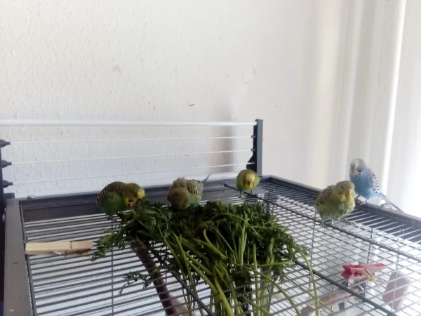 Wellensittich-Bild: Mohrrübenkraut, Leckerbissen für meine Kleinen