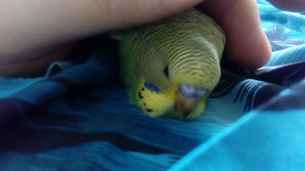 PHPSESSID