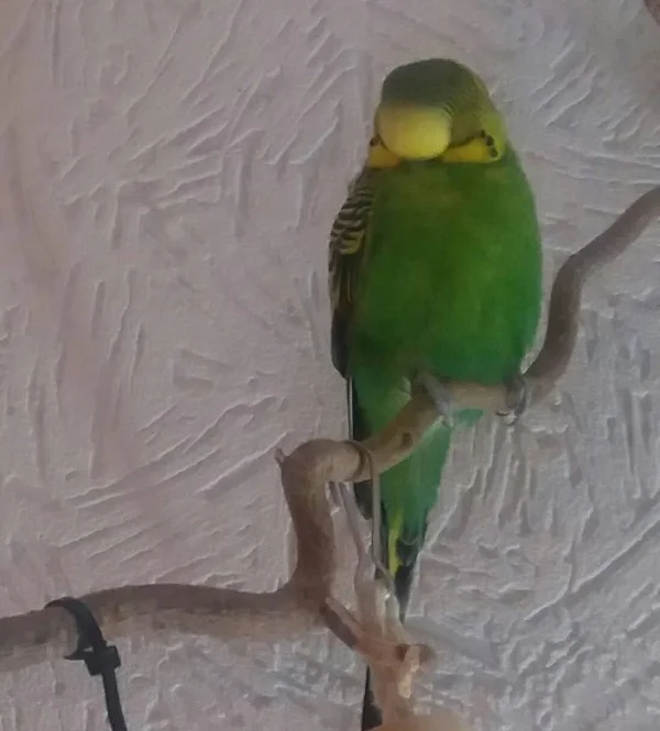 Wellensittich-Bild: Hoffe der Chrsitvogel kommt bald, will mehr rote Hirse, Mohrrübengrün soll es regnen und im Eisbergsalat will ich baden grins