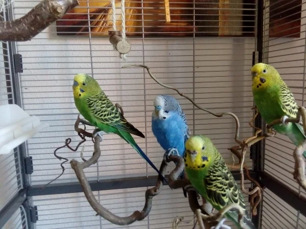 Wellensittich-Bild: Hier auf dem Bild, von links nach rechts, Lewis, Willi, Lori & Frieda