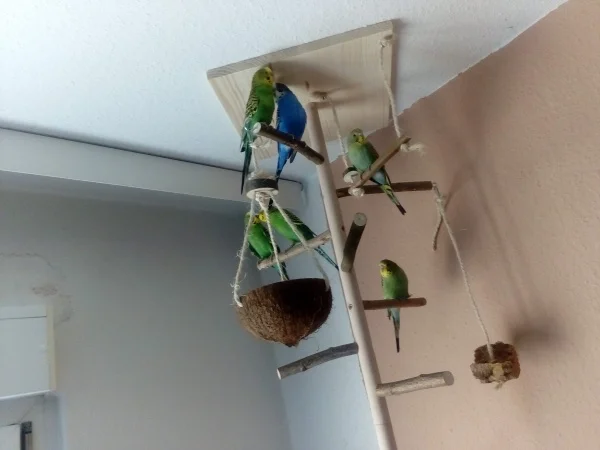 Wellensittich-Bild: ...n Vogelbaum gefällt ^^, auf dem Bild, Frieda, Wili oben vorne, Lori & Lewis oben hinten, Kalimero & Urmel rechts unten und oben :-)