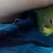 susi