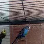 Der blaue Willi :-)