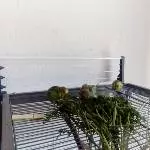 Grünes für die Grünlinge