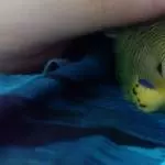 Kuschelstunde mit Kalimero