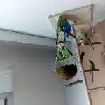 Ein Vogelbaum macht Freude ^^