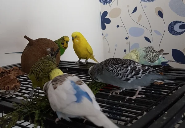 Wellensittich-Bild: Meine Bande hat gestern zum ersten Mal Wiesengräser bekommen - und es schmeckte allen gut :) .