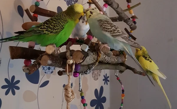 Wellensittich-Bild: Und dann gibts Happi :) .