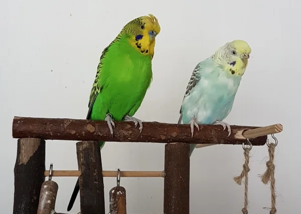 Wellensittich-Bild: Meine beiden Turteltauben sind derzeit etwas lädiert. Hermine mausert ganz furchtbar und Emil hat ein paar Federn ausgerupft bekommen (Täter leider nicht ermittelbar), aber zum Glück ist es nicht so schlimm wie es ausschaut. Und Füttern bzw. Fütternlassen geht trotz allem :) .