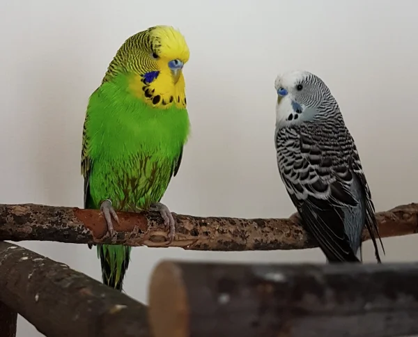 Wellensittich-Bild: Auch Emil und Oskar sind der Vogeldusche gegenüber nicht abgeneigt :) .