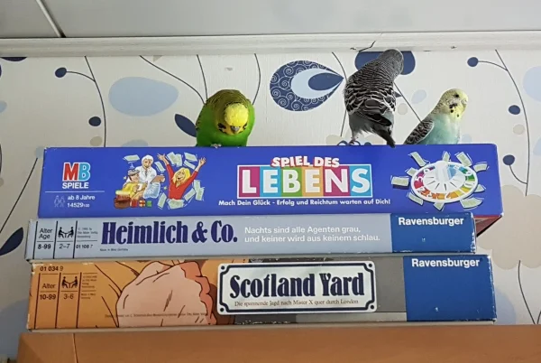 Wellensittich-Bild: Ist nicht so leicht, sich zu entscheiden ;) .