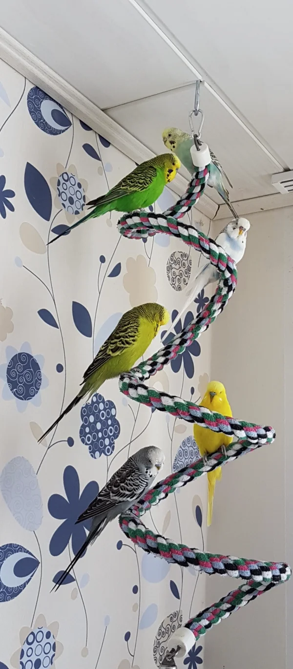 Wellensittich-Bild: Nachdem wir das Wohnzimmer umgeräumt haben, musste ein neuer Aussichtsplatz her. Nach anfänglicher Skepsis wird er jetzt gern und viel genutzt.