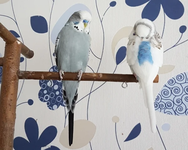 Wellensittich-Bild: Aber ein kleines Mittagsschläfchen halten beide :) .
