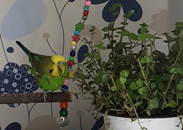 Wellensittich-Bild: Wenns um Golliwoog geht, ist Emil kein Weg zu weit :) .