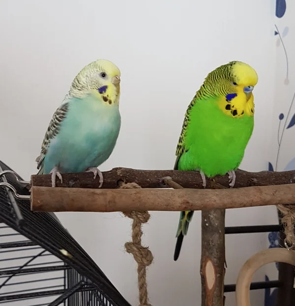 Wellensittich-Bild: Hermine und Emil so friedlich beeinander ist selten. Sonst fliegen eher die Fetzen ;) .