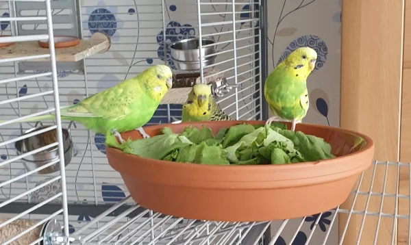 Wellensittich-Bild: Erstmal essen sich die Mädels satt :) .