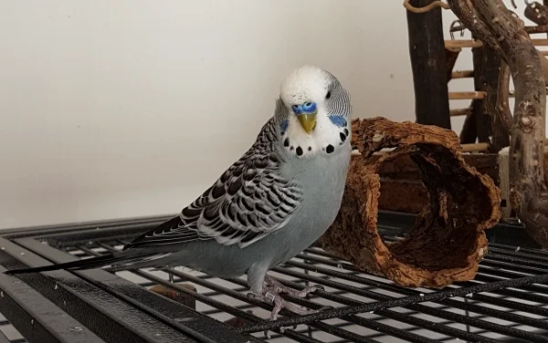 Wellensittich-Bild: Ich doch nicht! Echt FeLo, ich steh hier nur gaaaanz zufällig an der Korkröhre und gucke niedlich in die Gegend, ich schwöre! ~Oskar
