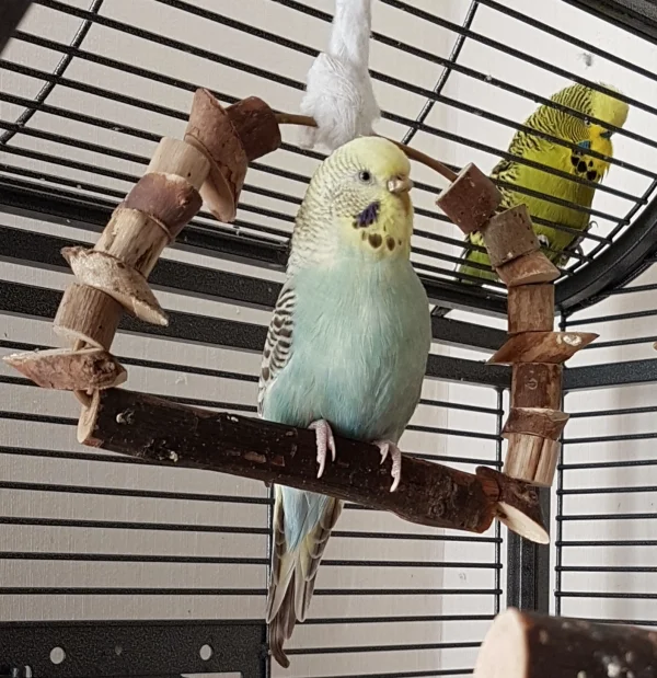 Wellensittich-Bild: Schon komisch, den Paul beim Schaukeln so im Nacken zu haben ;) . ~Hermine