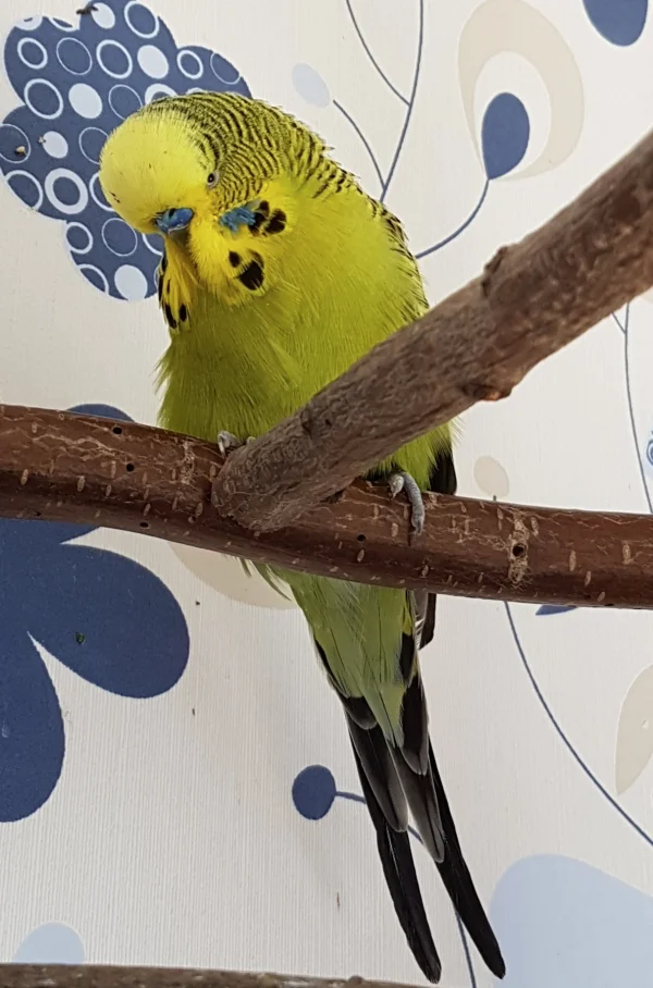Wellensittich-Bild: Paul geht es wieder richtig gut und da kann man auch schonmal Ausschauhalten, ob die FeLo neben dem Knipseding nicht doch was Essbares dabei hat ;) .