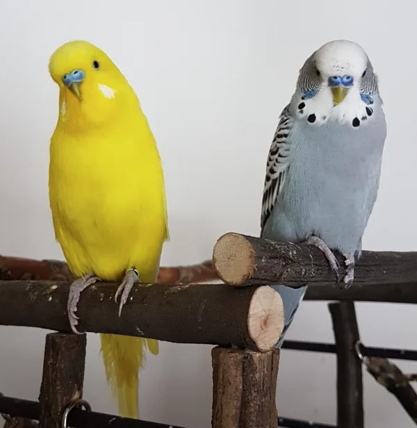 Wellensittich-Bild: Oskar und ich wollten mal ein gemeinsames Modelfoto für unsere Srtcards. ~Pommes