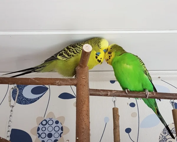 Wellensittich-Bild: Ein bisschen Schnäbeln in Ehren kann niemand verwehren :).