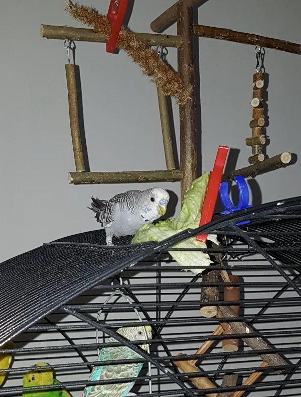Wellensittich-Bild: Mein kleiner Neuzugang ist recht angetan von frischem Salat :)